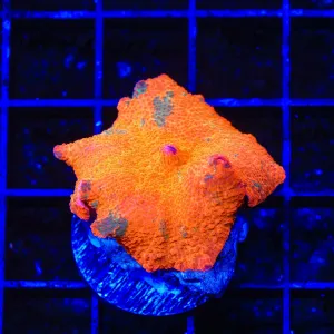 Candy Crush Mushroom Coral