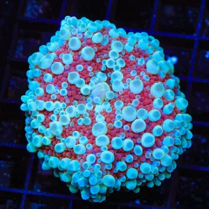 Cherry Slush Yuma Coral