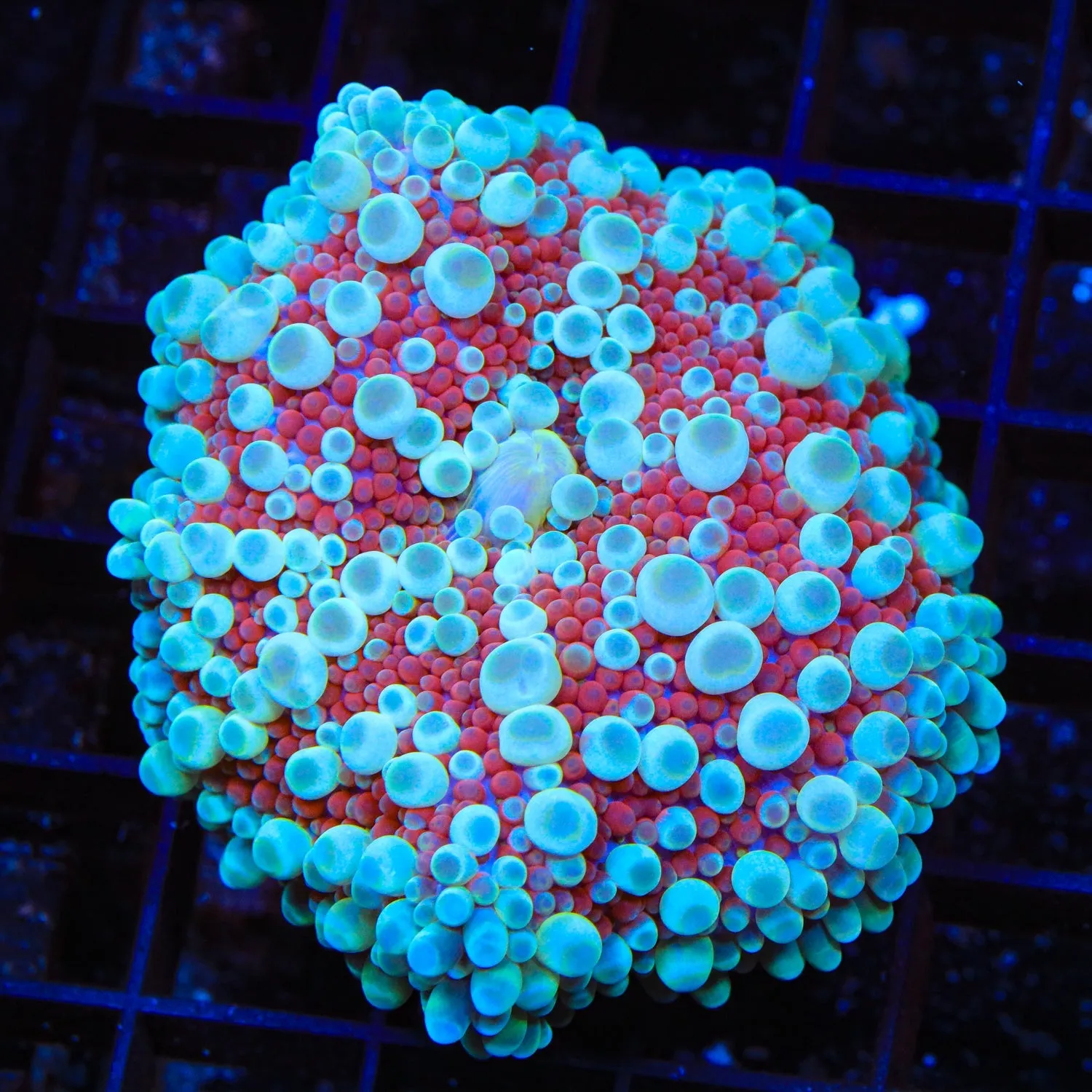 Cherry Slush Yuma Coral