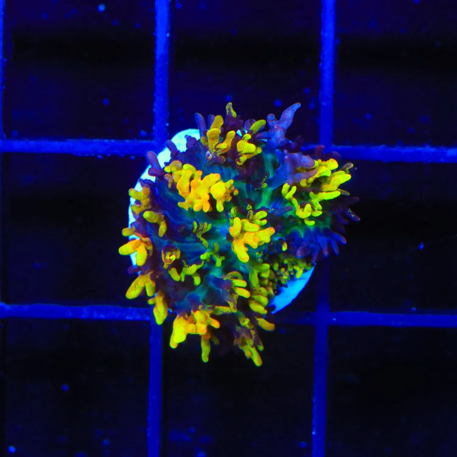 Magic Carpet Mushroom Coral
