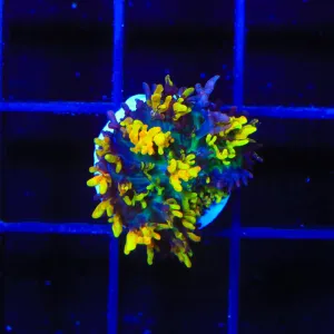 Magic Carpet Mushroom Coral