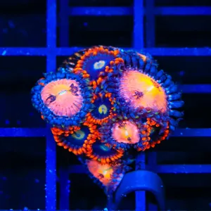 TG Sakura Combo Zoanthids Coral