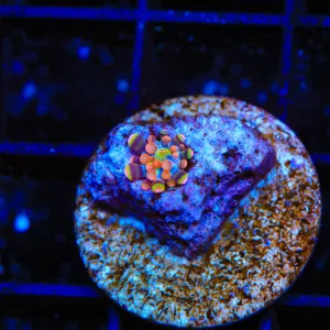TSA Bazooka Bounce Yuma Coral - Small