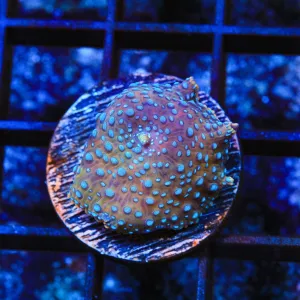 TSA Space Dots Mushroom Coral