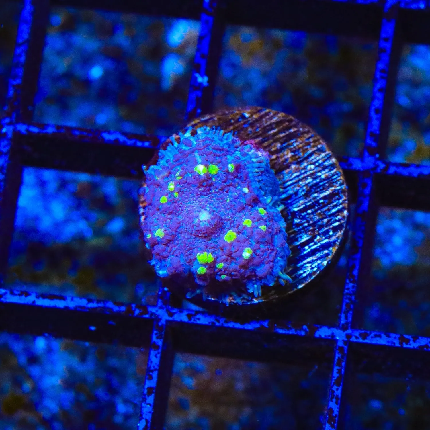 TSA Starry Night Mushroom Coral